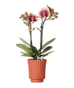 Kolibri Orchids | Gelbe rote Phalaenopsis-Orchidee – Spanien im Retro-Dekotopf Terrakotta – Topfgröße Ø9cm – 40cm hoch | blühende Zimmerpflanze – frisch vom Züchter