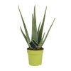 Aloe Vera – Ø 12 cm – ↕ 45 cm – Pflegeleichte Sukkulente für Ihr Zuhause, Zimmerpflanze mit Heilwirkung, luftreinigend, ideal für Anfänger