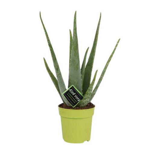 Aloe Vera - Ø 12 cm - ↕ 45 cm – Pflegeleichte Sukkulente für Ihr Zuhause, Zimmerpflanze mit Heilwirkung, luftreinigend, ideal für Anfänger