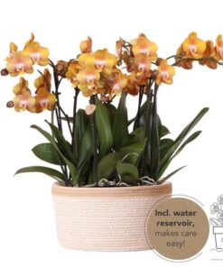 Kolibri Orchids | orange Orchideen-Set im Baumwollkorb inkl. Wassertank | drei orange Orchideen Las Vegas 12cm | Mono Bouquet orange mit autarkem Wassertank.