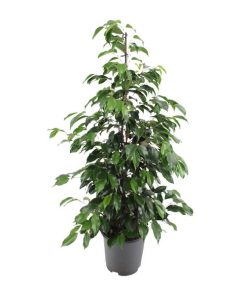 Ficus benjamina Danielle – Ø21cm – ↕95cm