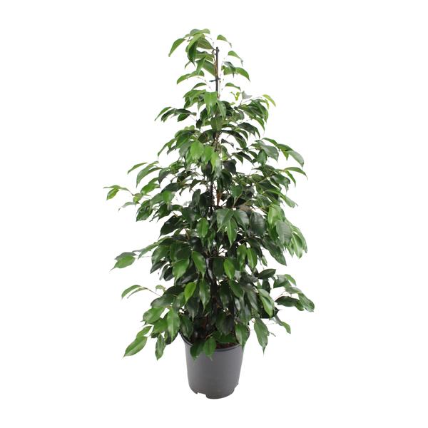 Ficus benjamina Danielle – Ø21cm – ↕95cm