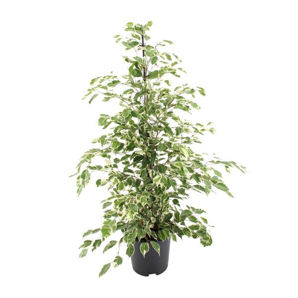 Ficus benjamina Twilight – Ø21cm – ↕95cm