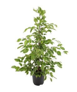 Ficus benjamina Goldenking – Ø21cm – ↕95cm