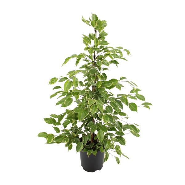 Ficus benjamina Goldenking – Ø21cm – ↕95cm