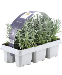 6 pack Lavendel angustifolia – 6 x Ø7 cm – ↕25 cm