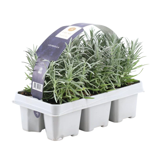 6 pack Lavendel angustifolia – 6 x Ø7 cm – ↕25 cm