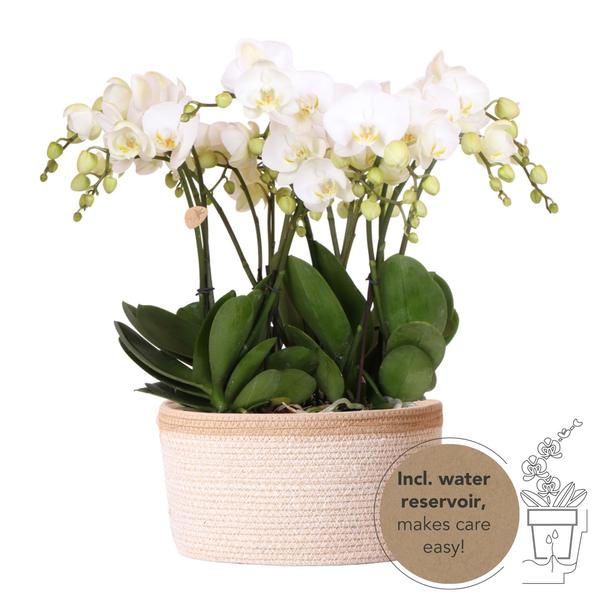 Kolibri Orchids | weißes Orchideen-Set im Baumwollkorb inkl. Wassertank | drei weiße Orchideen Gent 12cm | Mono Bouquet weiß mit autarkem Wassertank.