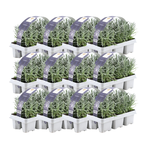 12 x 6er set Lavendel angustifolia – 72 x Ø7 cm – ↕15 cm – Lavendelpflanzen winterhart – Frisch aus der Gärtnerei geliefert