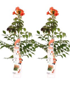 2x – Campsis Summer Jazz ‚Fire Trumpet‘ – ↨65cm – Ø15