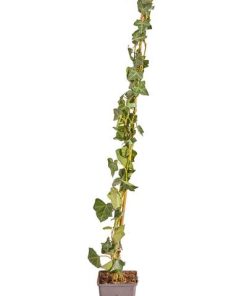 Hedera hibernica Gestokt – ↨80cm – 50 pcs