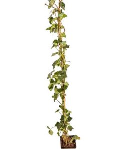 Hedera hibernica Gestokt – ↨100-125cm – 50 pcs