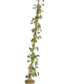 Hedera hibernica Gestokt – ↨125-150cm – 50 pcs