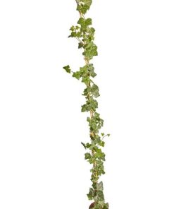 Hedera hibernica Gestokt – ↨150-175cm – 50 pcs