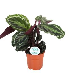 Calathea Medallion – Ø17cm – ↕60cm