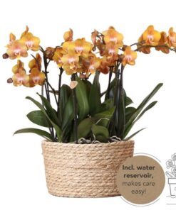 Kolibri Orchids | orange Orchideen-Set im Schilfkorb inkl. Wassertank | drei orange Orchideen Las Vegas 12cm | Mono Bouquet orange mit autarkem Wassertank.