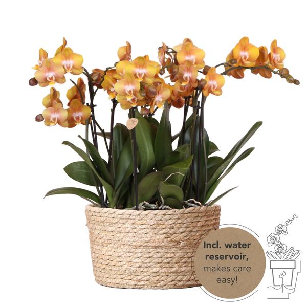 Kolibri Orchids | orange Orchideen-Set im Schilfkorb inkl. Wassertank | drei orange Orchideen Las Vegas 12cm | Mono Bouquet orange mit autarkem Wassertank.