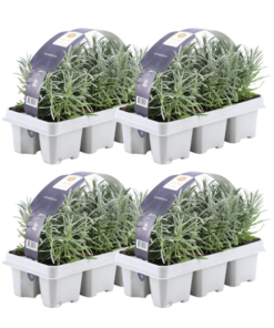 4 x 6er set Lavendel angustifolia – 24 x Ø7 cm – ↕15 cm – Lavendelpflanzen winterhart – Frisch aus der Gärtnerei geliefert