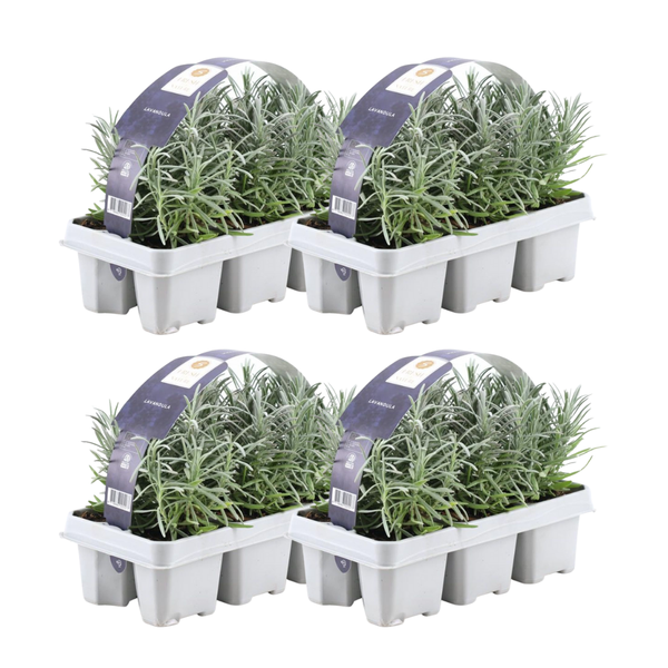 4 x 6er set Lavendel angustifolia – 24 x Ø7 cm – ↕15 cm – Lavendelpflanzen winterhart – Frisch aus der Gärtnerei geliefert