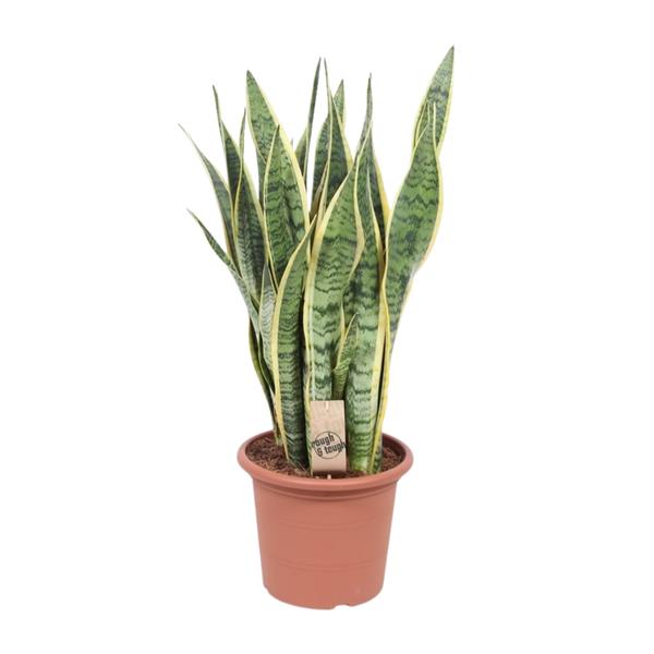 Sansevieria Trifasciata Laurentii – Ø25cm – ↕85cm