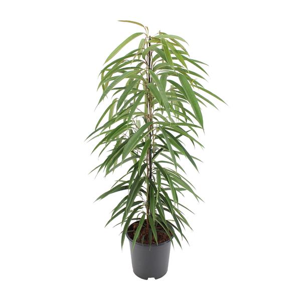 Ficus Binnendijkii Alii – 80cm – 21Ø