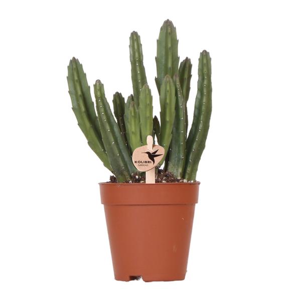 Kolibri Greens | Grünpflanze – Stapelia – Topfgröße Ø9cm – grüne Zimmerpflanze – frisch vom Züchter – Ø9cm