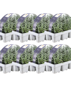 8 x 6er set Lavendel angustifolia – 48 x Ø7 cm – ↕15 cm – Lavendelpflanzen winterhart – Frisch aus der Gärtnerei geliefert