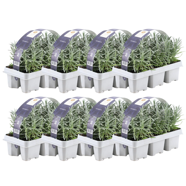 8 x 6er set Lavendel angustifolia – 48 x Ø7 cm – ↕15 cm – Lavendelpflanzen winterhart – Frisch aus der Gärtnerei geliefert