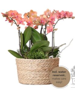 Kolibri Orchids | orangefarbenes Pflanzenset im Schilfkorb inkl. Wassertank | drei orangefarbene Orchideen Bozen 9cm und drei Grünpflanzen Rhipsalis | Dschungelstrauß orange mit autarkem Wassertank