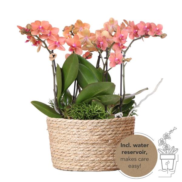 Kolibri Orchids | orangefarbenes Pflanzenset im Schilfkorb inkl. Wassertank | drei orangefarbene Orchideen Bozen 9cm und drei Grünpflanzen Rhipsalis | Dschungelstrauß orange mit autarkem Wassertank