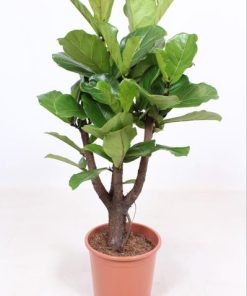 Ficus Lyrata – Ø27cm – ↕120cm