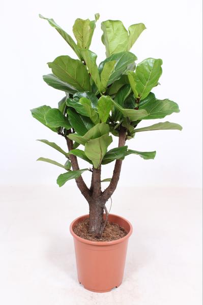 Ficus Lyrata – Ø27cm – ↕120cm