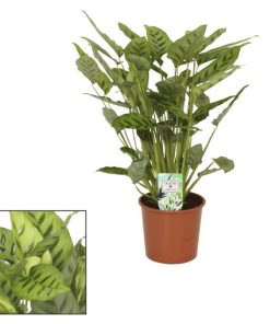 Calathea Leopardina – Ø17 ↕65