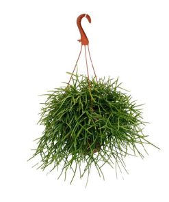 Rhipsalis Pulchra – Ø17cm – ↕45cm