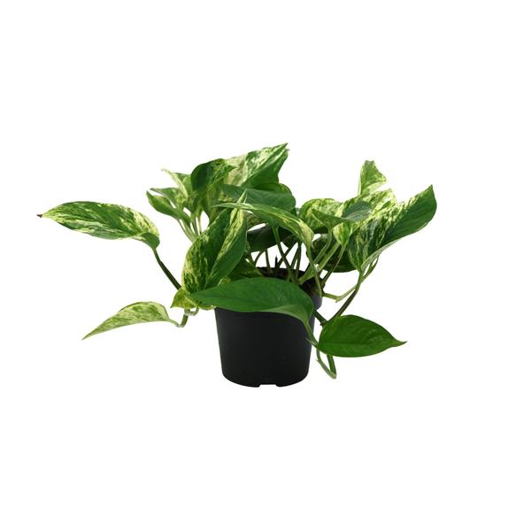 Epipremnum Marble Queen – Ø12cm – ↕25cm