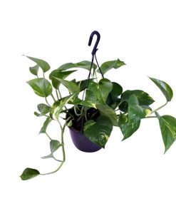 Scindapsus Pictus Trebie – Ø15cm – ↕30cm