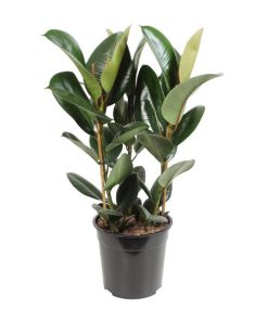 Ficus Elastica Robusta – Ø27cm – ↕85cm