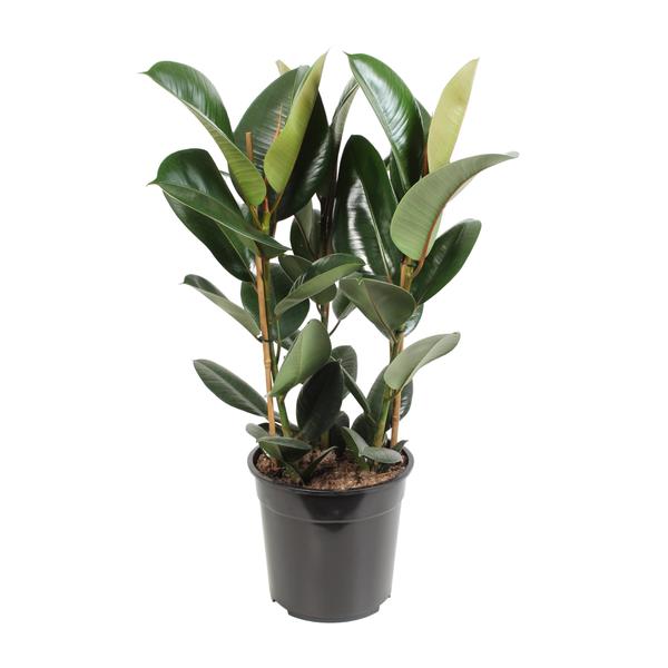 Ficus Elastica Robusta – Ø27cm – ↕85cm