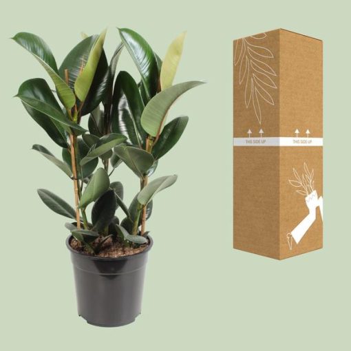 Ficus Elastica Robusta - Ø27cm - ↕85cm – Bild 3