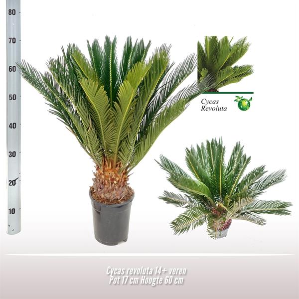 Cycas Revoluta – Ø17 ↕60