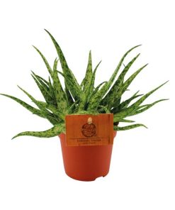 Aloe Spider – Ø10,5 ↕15