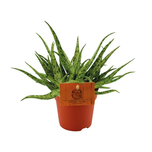 Aloe Spider – Ø10,5 ↕15