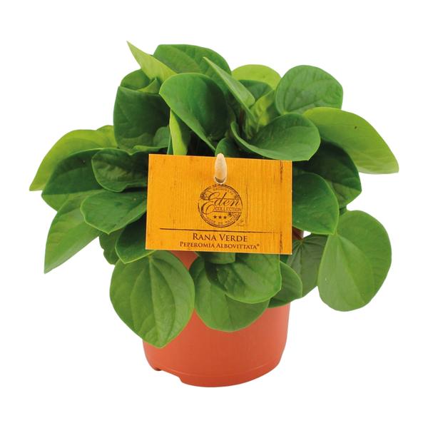 Peperomia Rana Verde – Ø11cm – ↕15cm