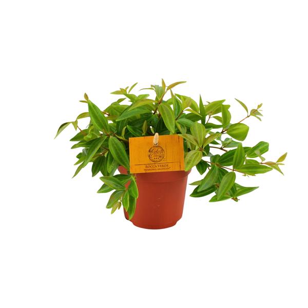 Peperomia Ang. Rocca Vivace – Ø11cm – ↕15cm