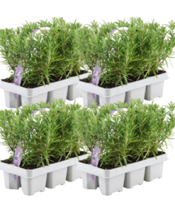 4 x 6 pack Rosmarinus officinalis – 6 x Ø7 cm – ↕25 cm