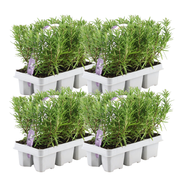 4 x 6 pack Rosmarinus officinalis – 6 x Ø7 cm – ↕25 cm