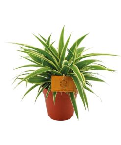 Chlorophytum Ocean – Ø12cm – ↕20cm