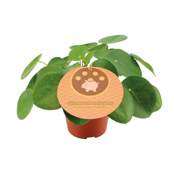 Pilea Peperomioides – Ø12cm – ↕20cm