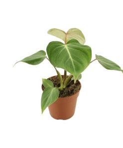 Philodendron Gloriosum – Ø12cm – ↕30cm