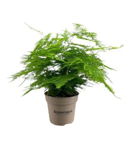 Asparagus Setaceus – Ø15cm – ↕45cm